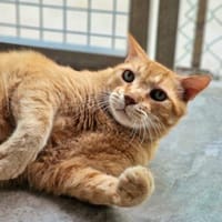 Liebenswerter, älterer Kater Taylor, Kater zur Adoption