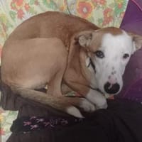 🆘Milu - Herzensbrecher, Hund zur Adoption