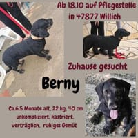 Bernysucht eine liebe Familie, Hund zur Adoption