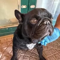 Stick - eine misshandelte Bulldogge, Hund zur Adoption