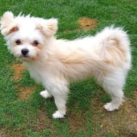 Picur in 27478 Cuxhaven #, Hund zur Adoption