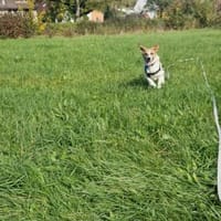 Tajo - kl. Mann mit großem Herzen, Hund zur Adoption