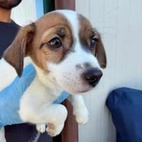 RENCO - sieben aus dem Fischernetz, Hund zur Adoption