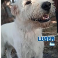 Luben - Wuschelkopf mit Herz, Hund zur Adoption