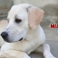 Mia - verschmust und kuschelbedürftig, Hündin zur Adoption