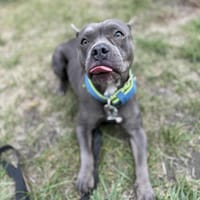 Bibi, suczka do adopcji