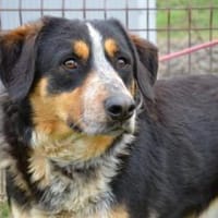 gemütlicher Elmo sucht seinen Menschen, Hund zur Adoption