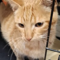 Ognik, kot do adopcji
