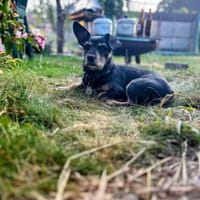 Benny- auf PS in Meuselwitz, Hund zur Adoption