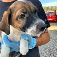 PADU - 7 aus dem Fischernetz, Hund zur Adoption