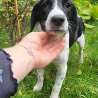 LIBY ein hübsches Hundemädchen, Hündin zur Adoption