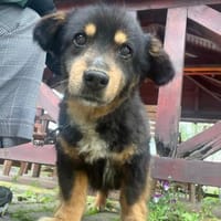 PAW liebenserter kleiner Seniorrüde, Hund zur Adoption