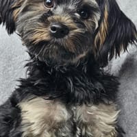 Yorki Baby Felix  in 34471 Volkmarsen, Hund zur Adoption