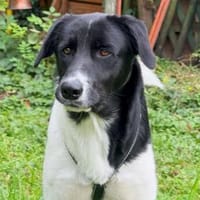 Liebenswerte Jada sucht Zuhause, Hündin zur Adoption