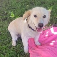 Sandy süße kleinere hübsche Hündin, Hündin zur Adoption
