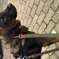 Miso sucht dich!, Hündin zur Adoption