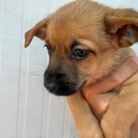 Evaristo - wer gibt ihm Liebe?, Hund zur Adoption