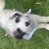 Freddy, Hund zur Adoption