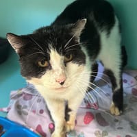 Dave, chat à adopter