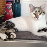 ALF, chat à adopter