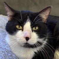 Galbi, chat à adopter
