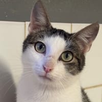 Synapse, chatte à adopter