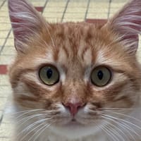 Cortex, chat à adopter