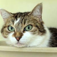 ZOE PAB27979, chatte à adopter
