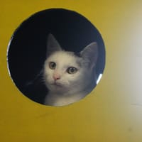 Luna, chatte à adopter