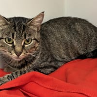 REINE, chatte à adopter