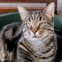 Wiki PAB27835, chat à adopter