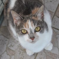 Pimente, chatte à adopter
