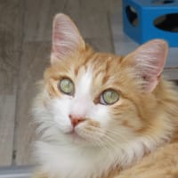 JOAO, chat à adopter