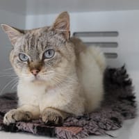 Kreuger, chat à adopter