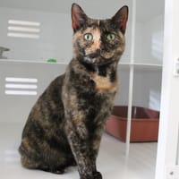 Marija, chatte à adopter
