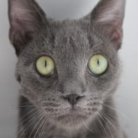LUNAR, chat à adopter