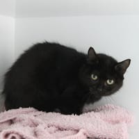 Tilenne, chatte à adopter