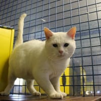 Sasha, chat à adopter