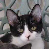 POUSSY, chatte à adopter