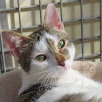 KITARA, chatte à adopter
