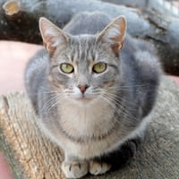 DAWSON PAB27281, chat à adopter