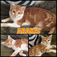ARAKIS, chat à adopter