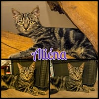 ALIENA - A réserver, chatte à adopter