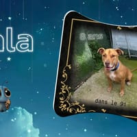 Nala, chienne à adopter