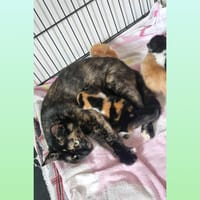 Ayana, chatte à adopter