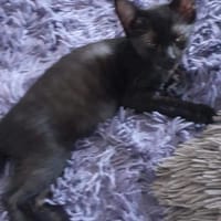 Athena, chatte à adopter