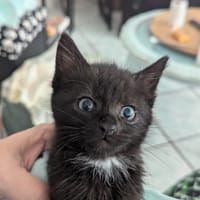 Orion, chat à adopter