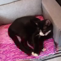 Patchouli, chatte à adopter