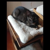 Zazie, chatte à adopter