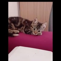 Noly, chatte à adopter